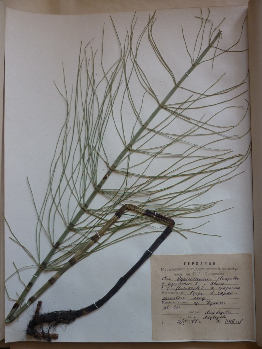 Эфедра односемянная