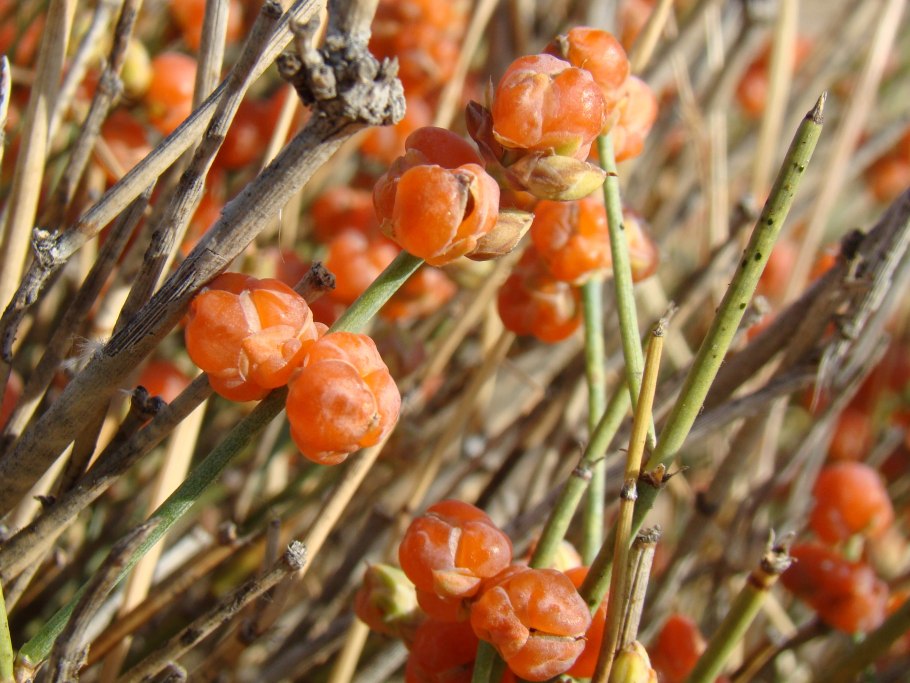 Эфедра хвощевая