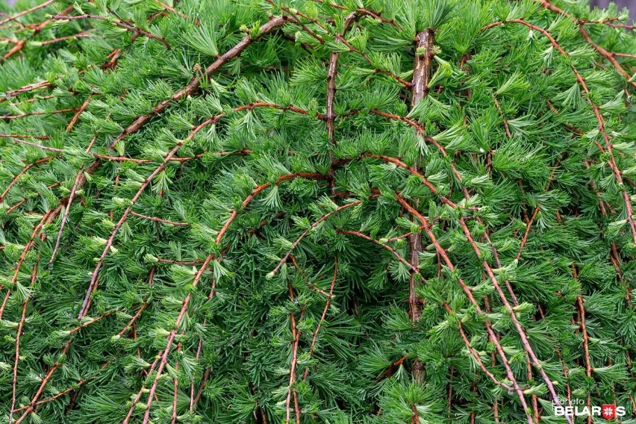 Лиственница тонкочешуйчатая larix kaempferi