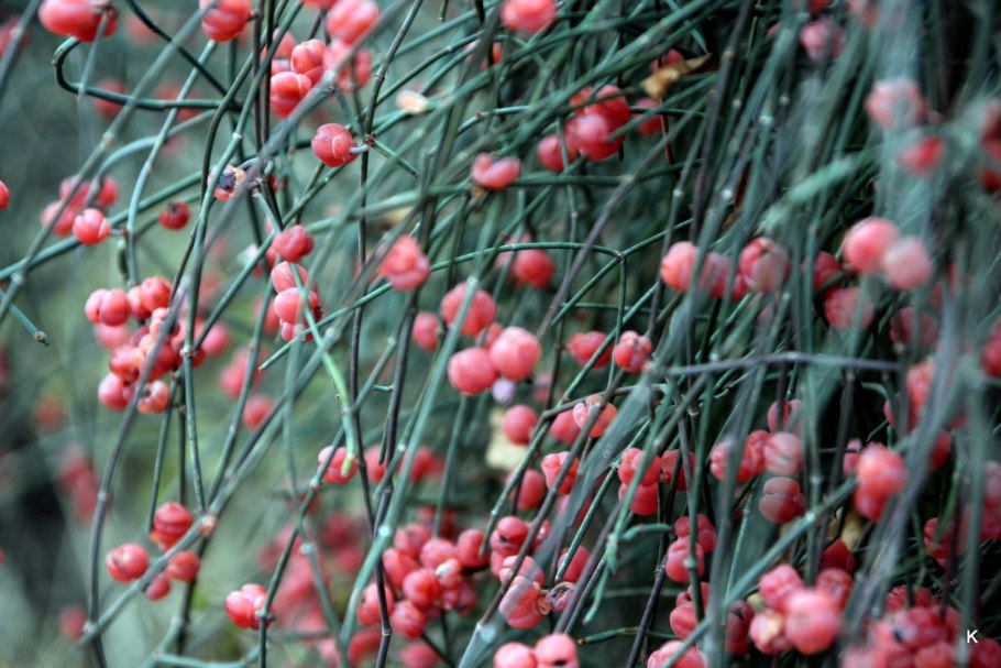 Эфедра хвощевая