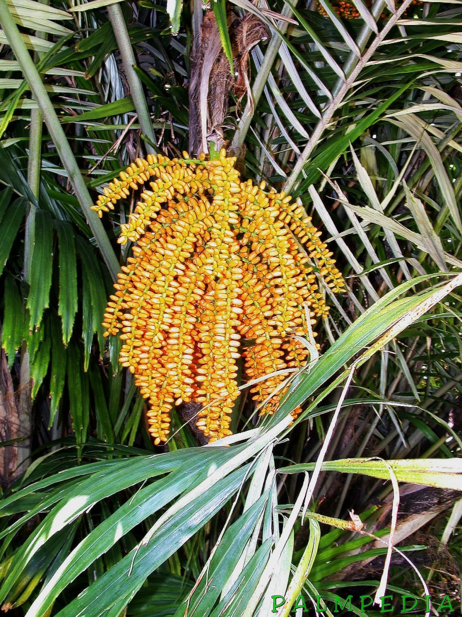 Аренга растение