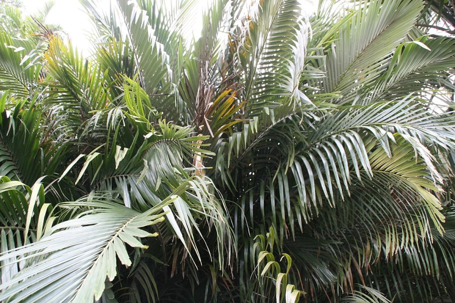 Аренга хвостатая