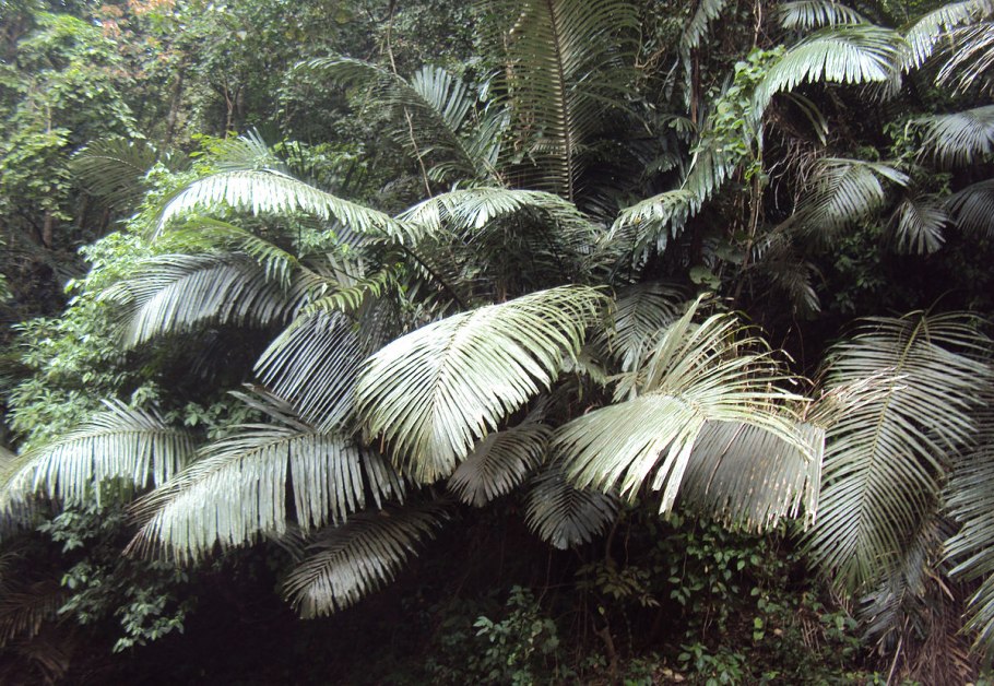 Анафиллум (Anaphyllum wightii) название частей