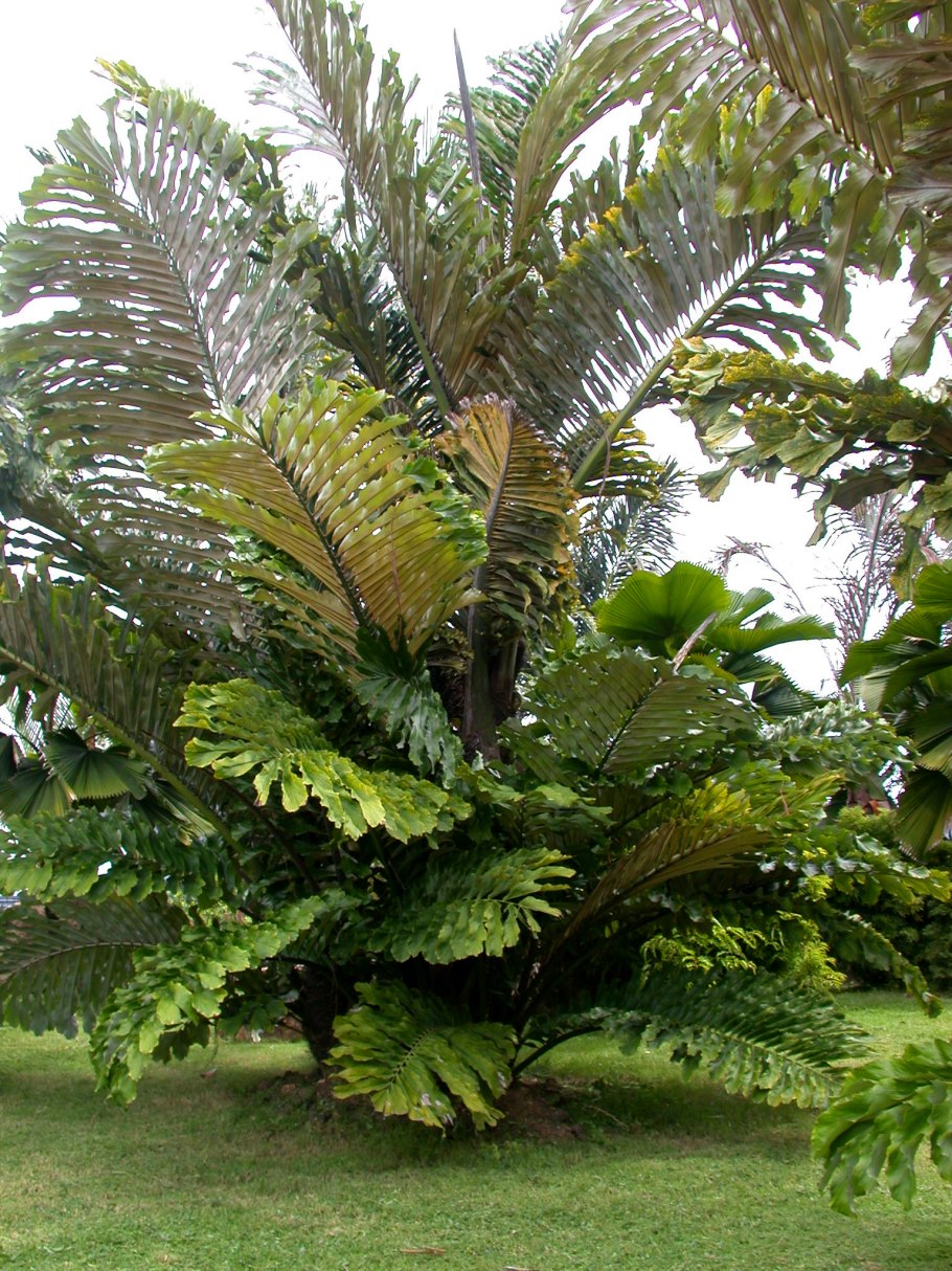 Аренга растение