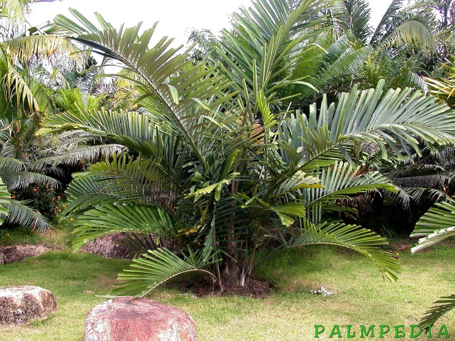 Аренга растение