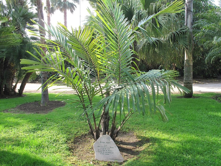 Аренга Пальма