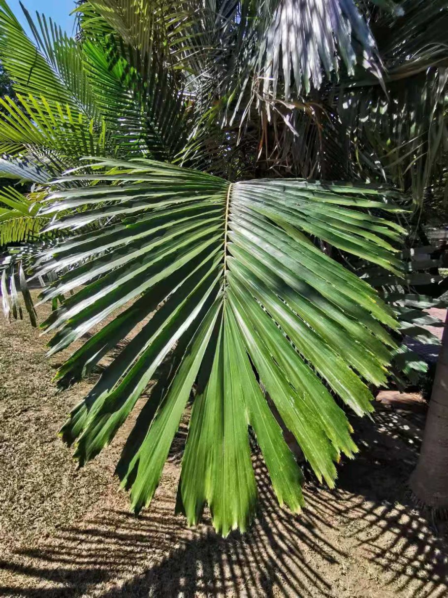 Аренга растение