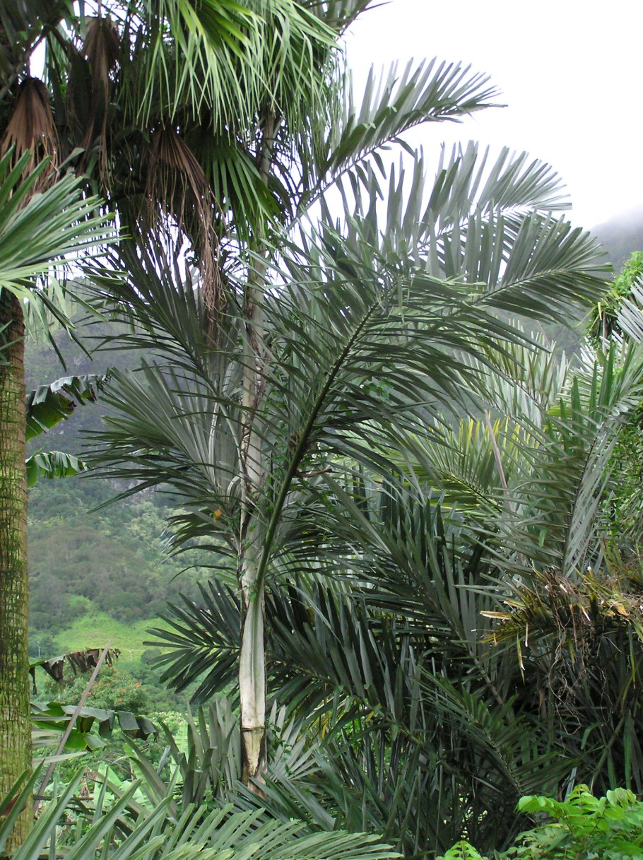 Аренга Пальма
