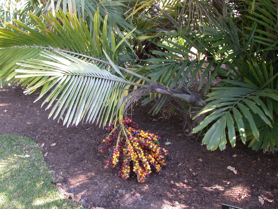 Palm Sugar жидкий купить