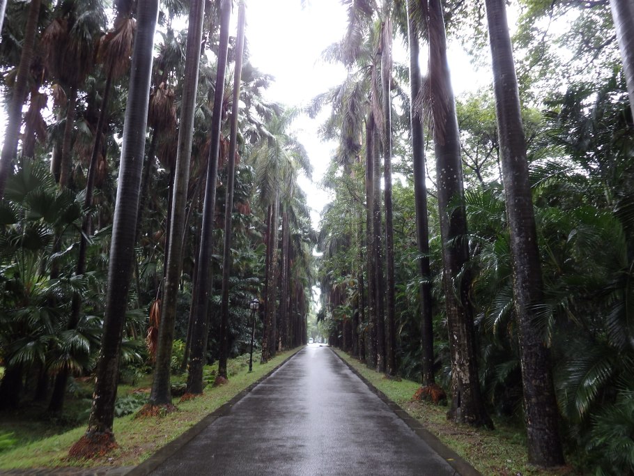 Сахарная Пальма аренга