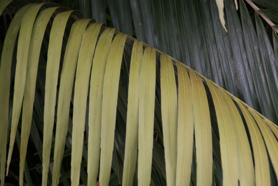 Аренга растение