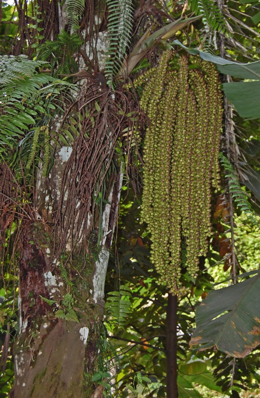 Arenga pinnata