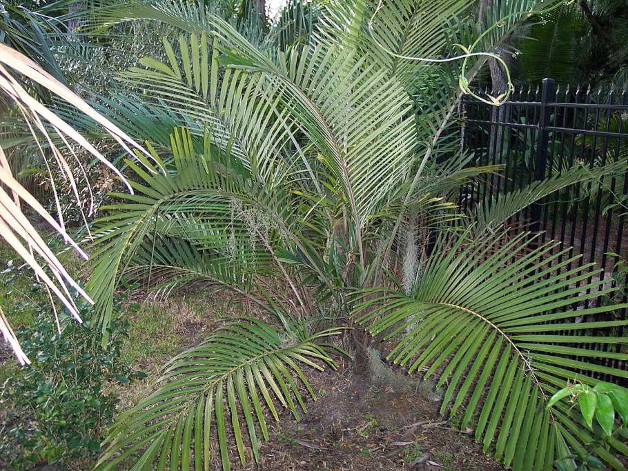 Coccothrinax macroglossa