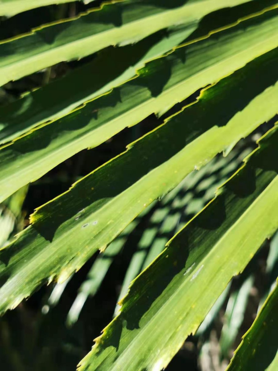 Аренга хвостатая