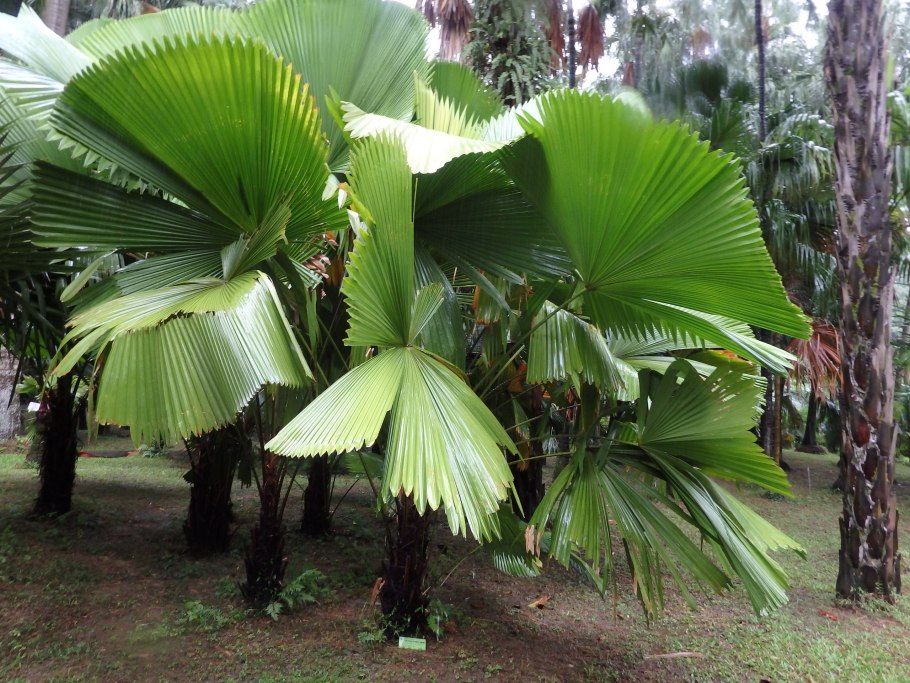 Сахарная Пальма (arenga pinnata)