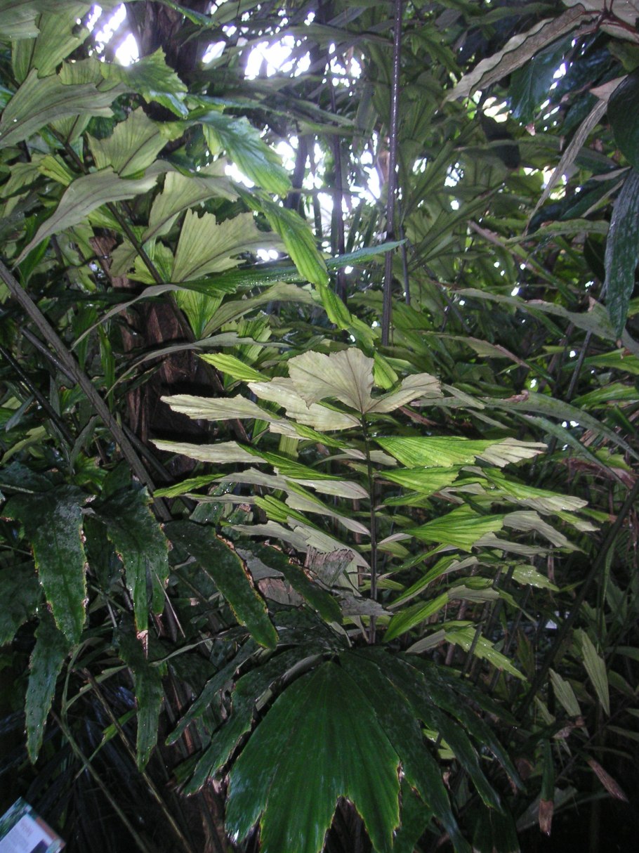 Гуанчжоу пальмы