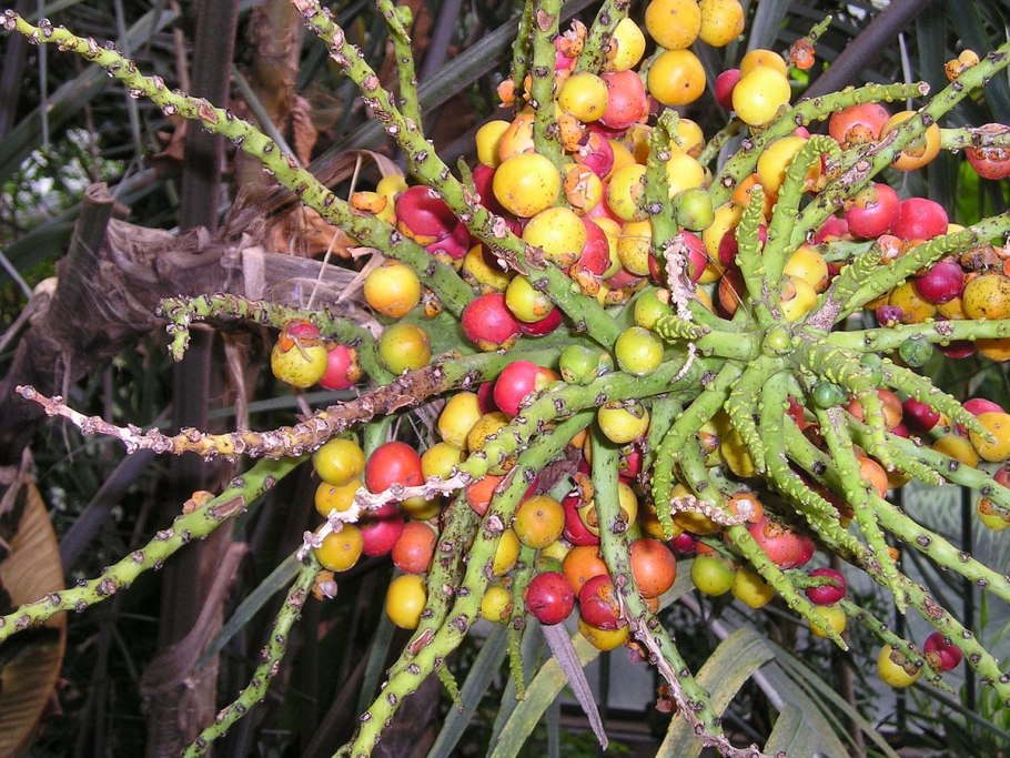 Плоды пальмы сереноа