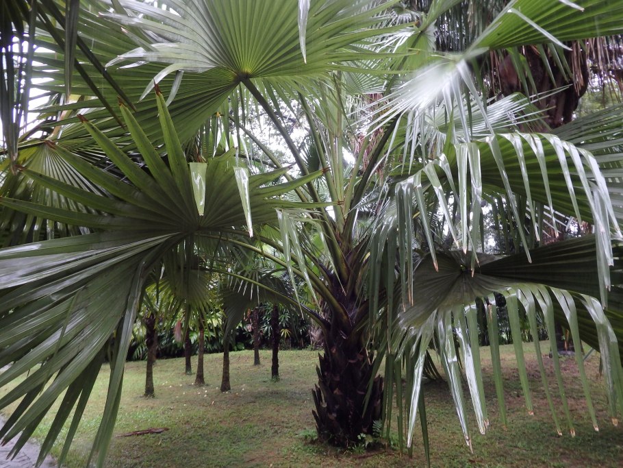 Сахарная Пальма аренга