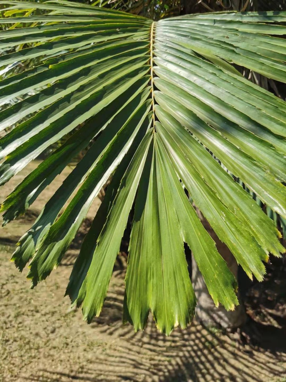 Аренга Пальма
