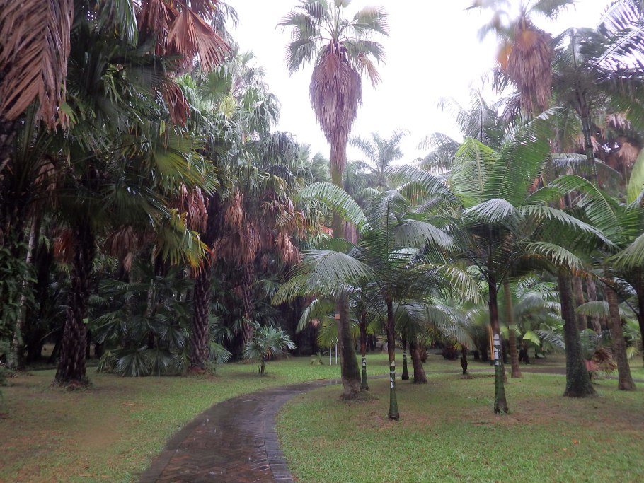 Гуанчжоу пальмы