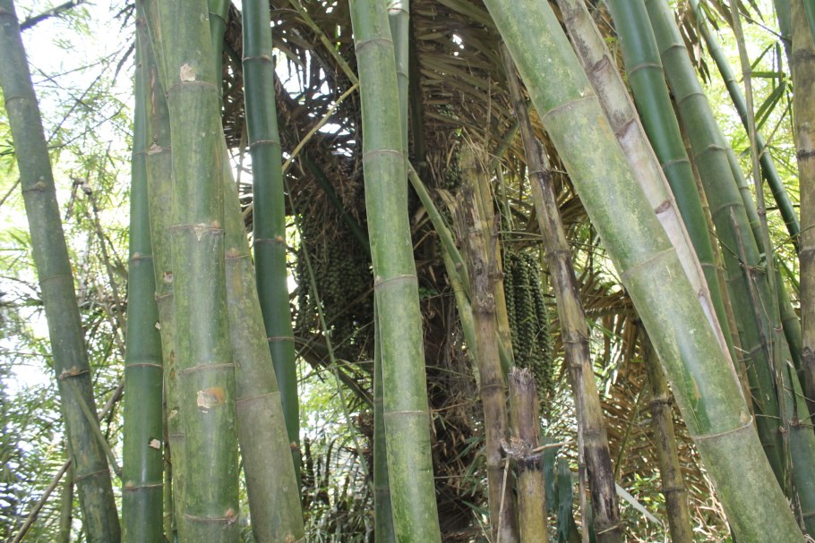 Бамбук — dendrocalamus strictus