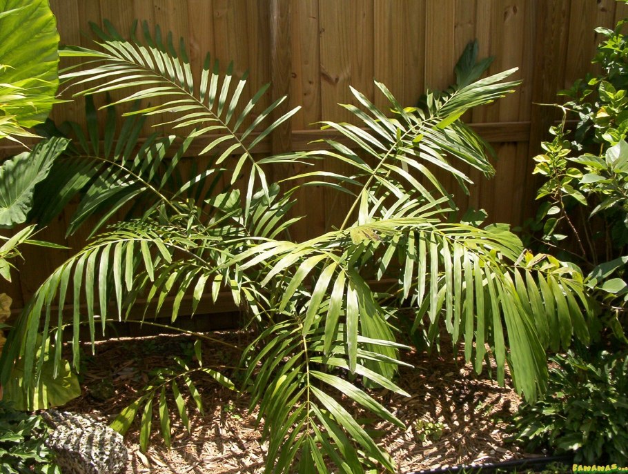 Archontophoenix cunninghamiana семена