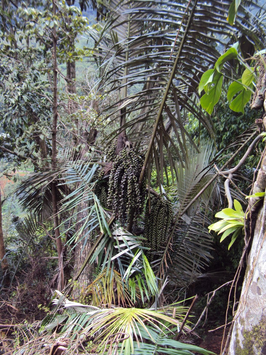 Мартуни пальмы