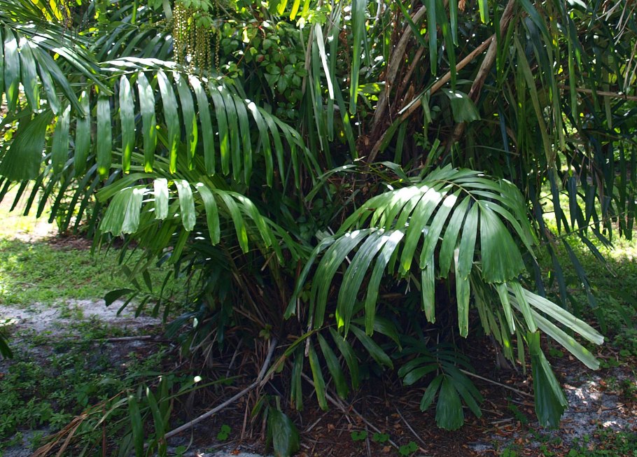 Investor: Mr. tuan - ha noi