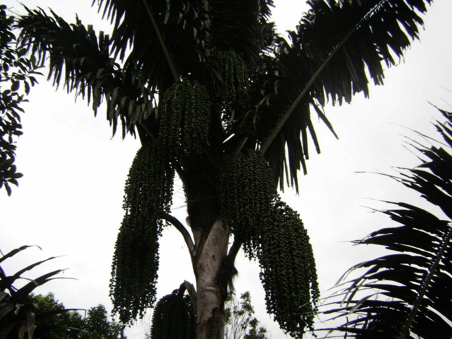 Phaeophila engleri rein