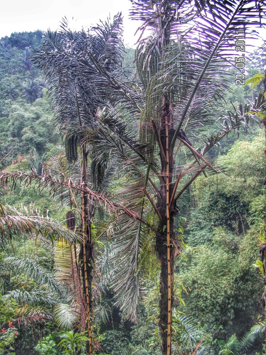 Сахарная Пальма (arenga pinnata)
