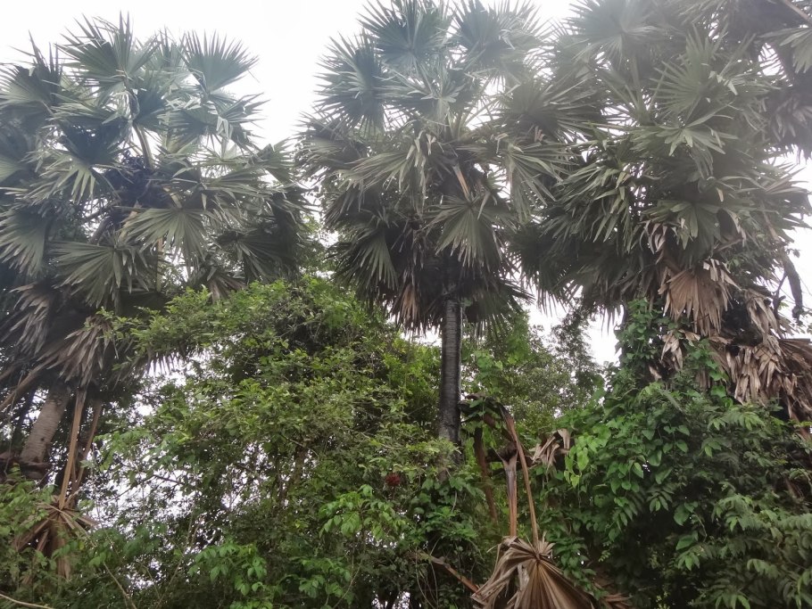 Брахея пальма