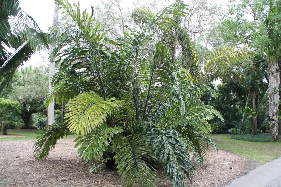 Arenga undulatifolia