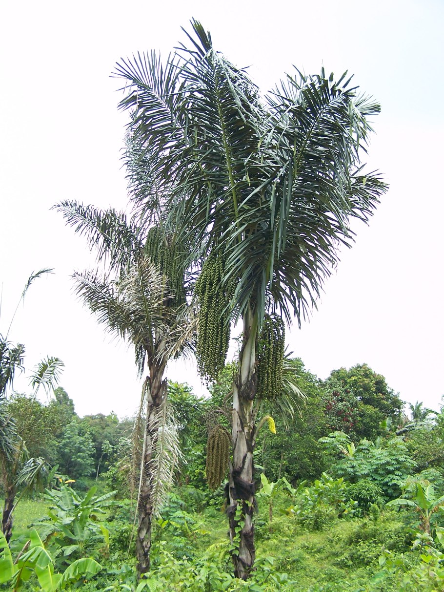 Аренга пальма