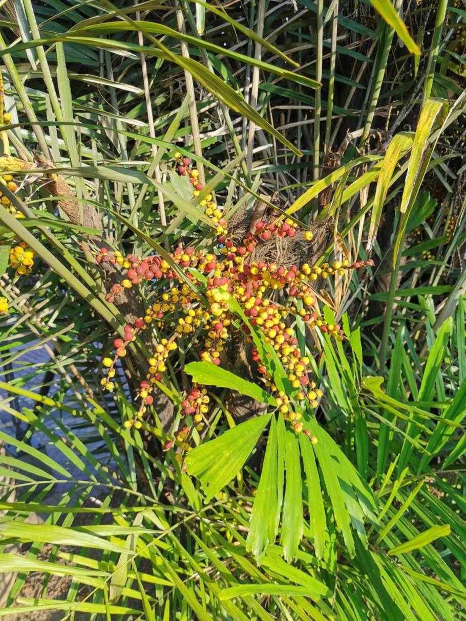 Аренга хвостатая пальма