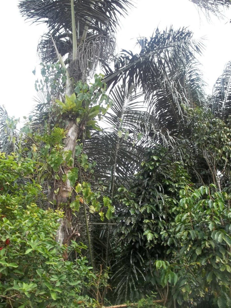 Аренга сахароносная