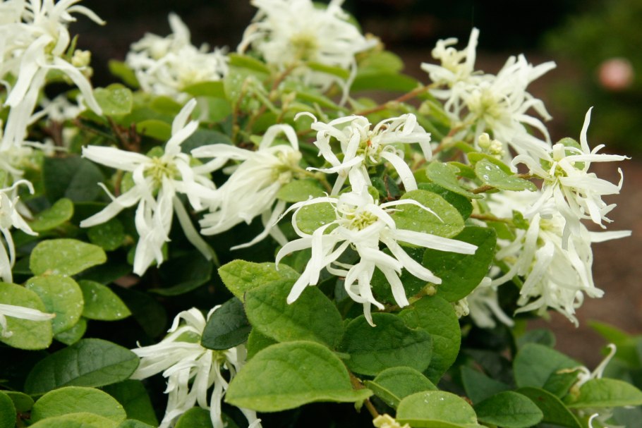 Лоропеталум китайский Black Pearl