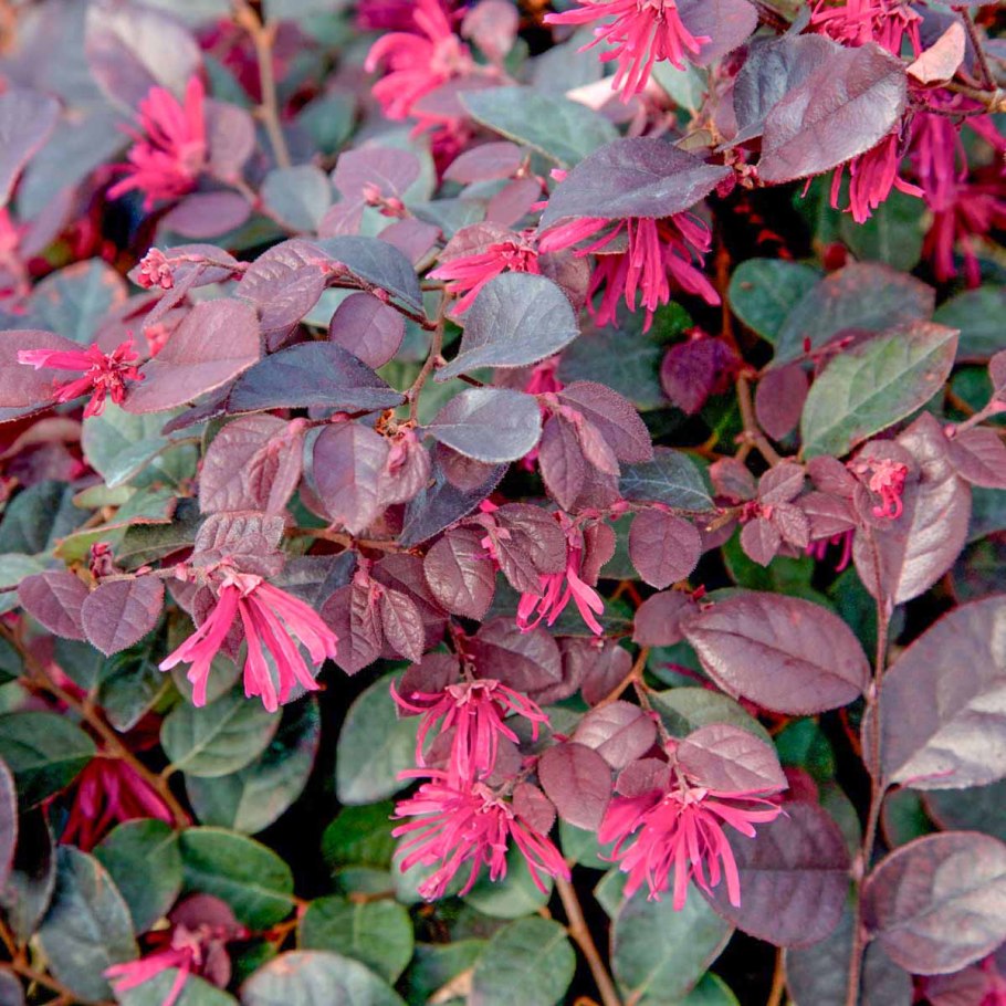 Лоропеталум Loropetalum chinense 9л