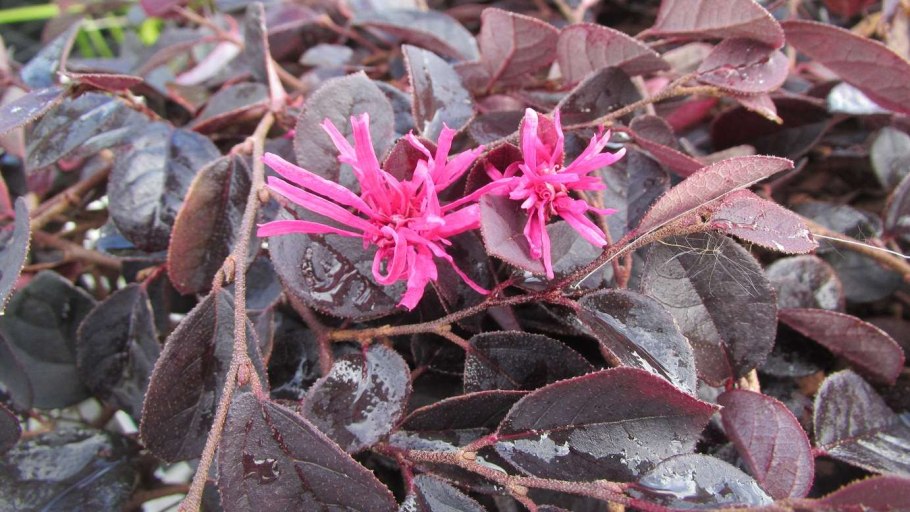 Loropetalum (Лоропеталум)