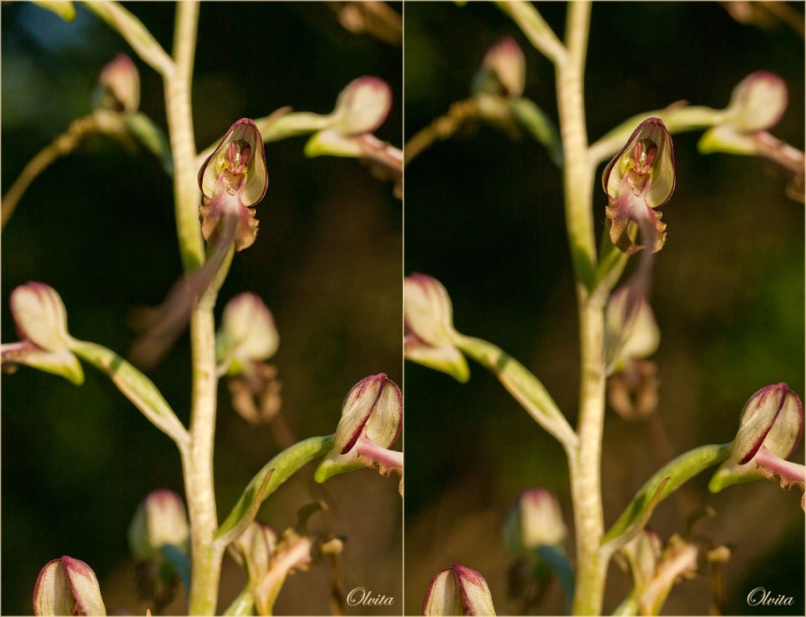 Лоропеталлум бургунди