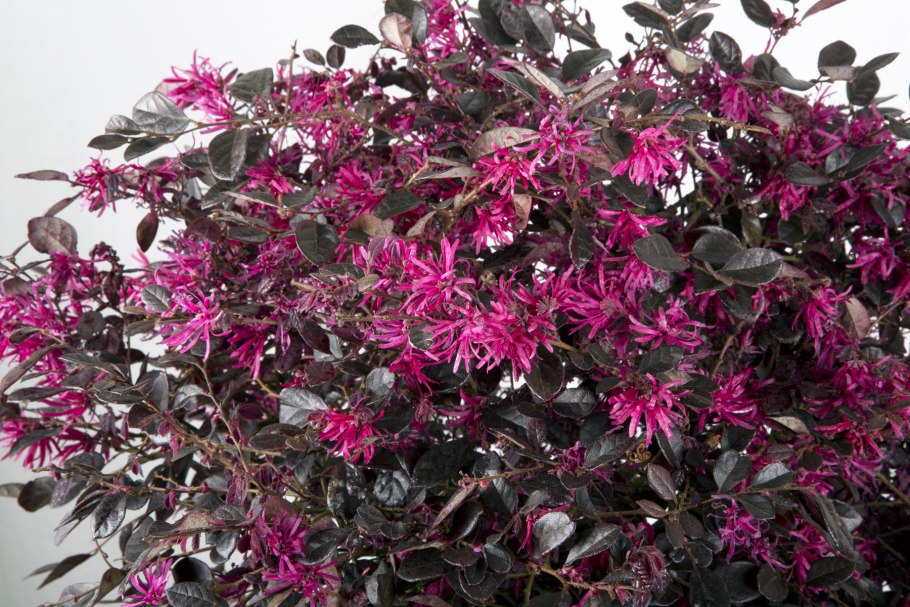 Loropetalum chinense бонсай