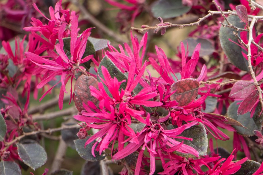Loropetalum 'Purple Prince'