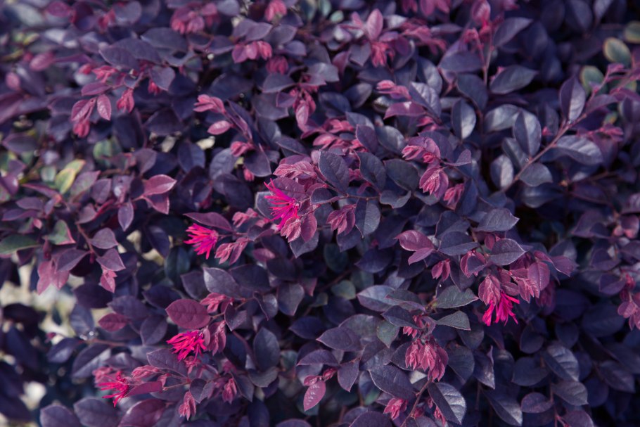 Ятрышник Обезьяний