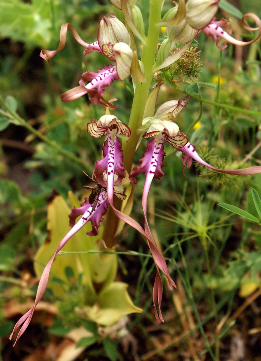 Loropetalum (Лоропеталум)