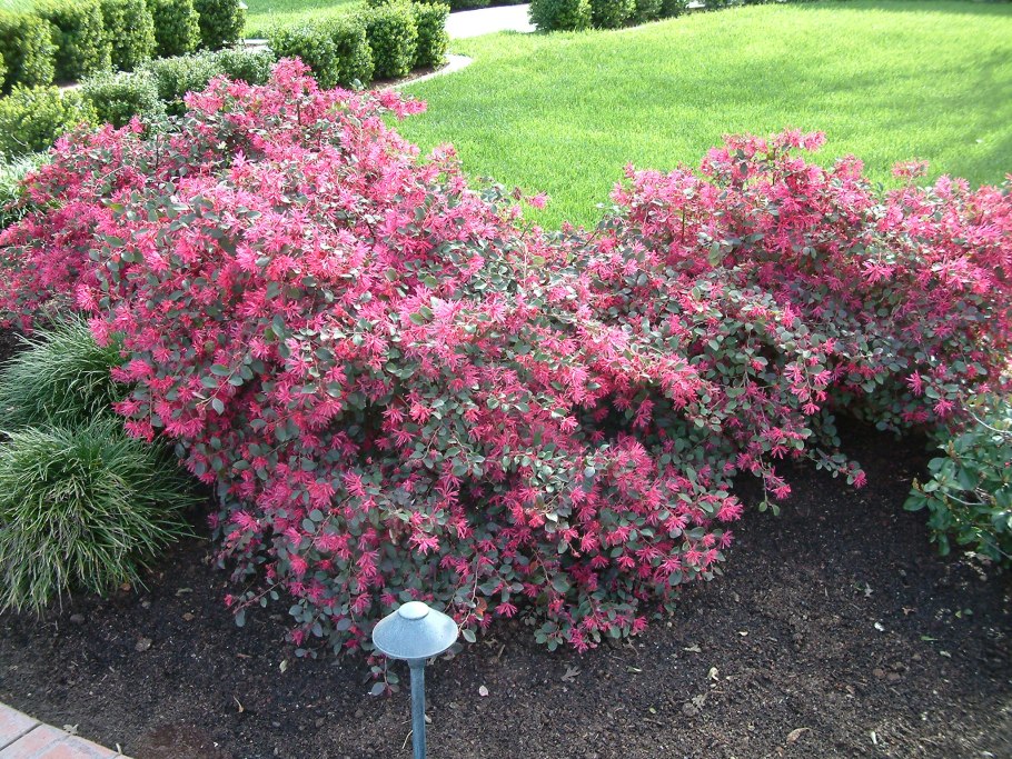 Ремнелепестник китайский черная Жемчужина