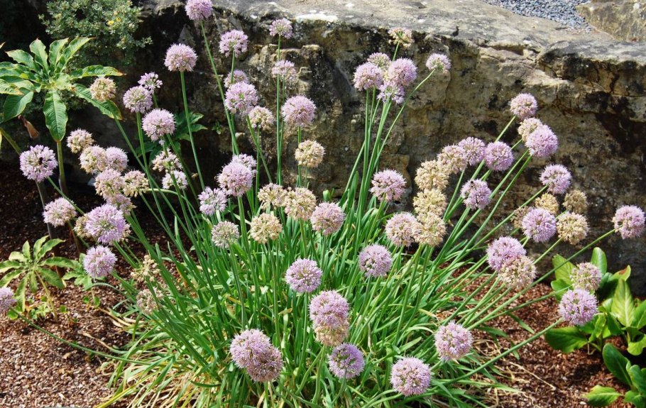 Лук-слизун (Allium Nutans)