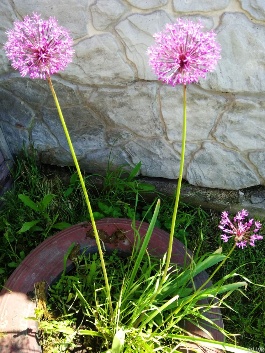 Лук декоративный Кристофа