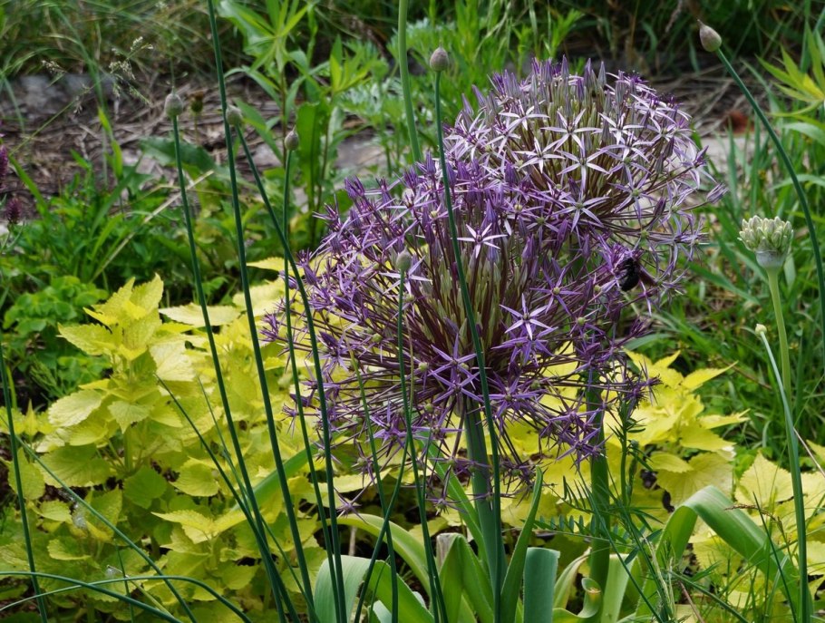 Аллиум Христофа Allium