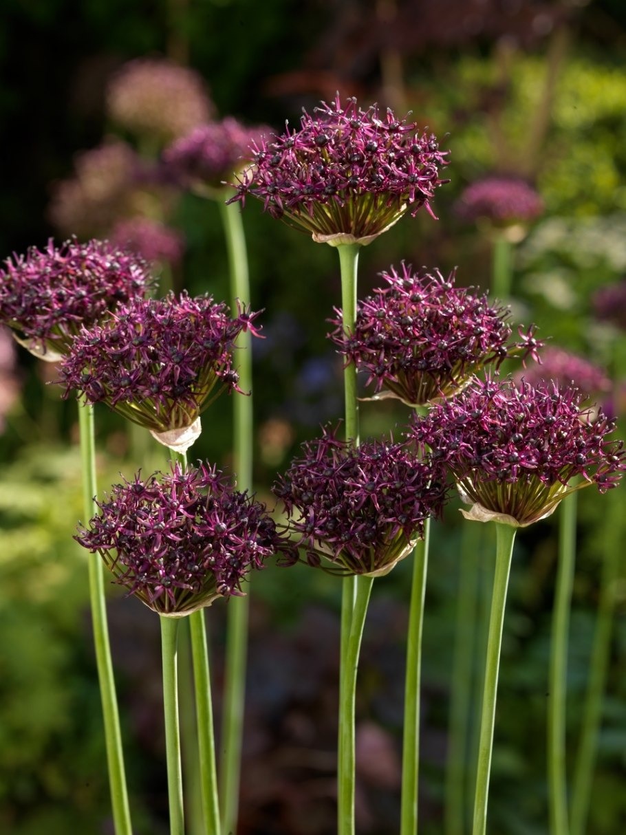 Atropurpureum аллиум