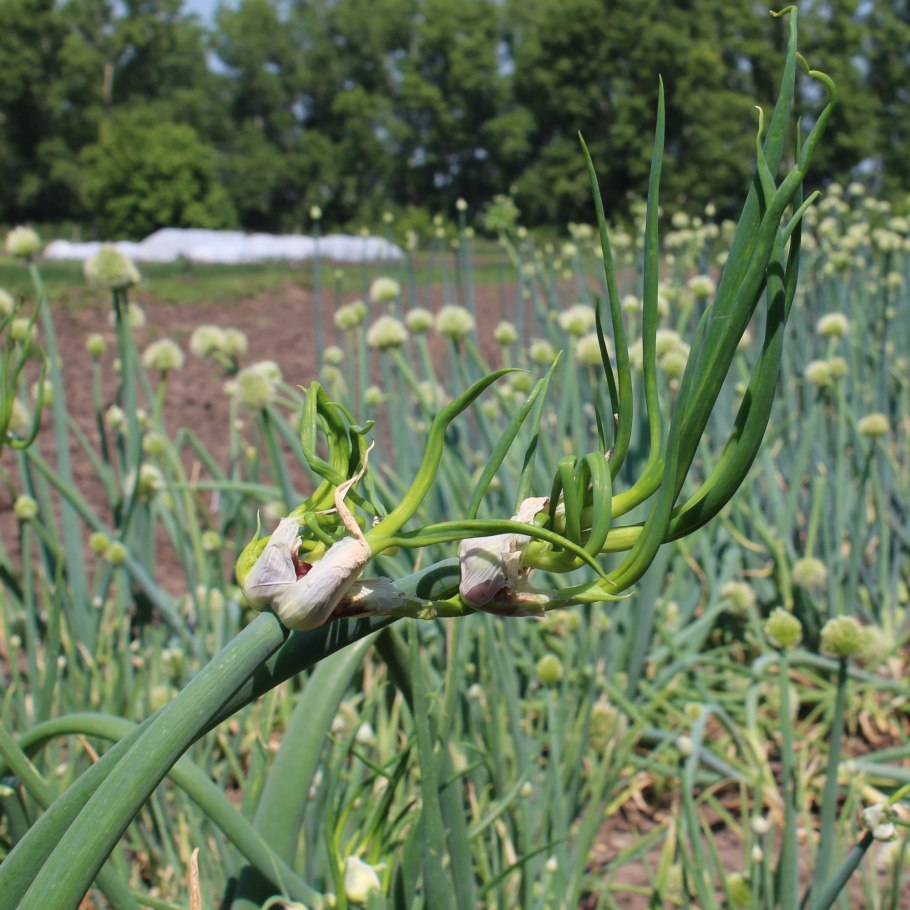 Лук Египетский многоярусный