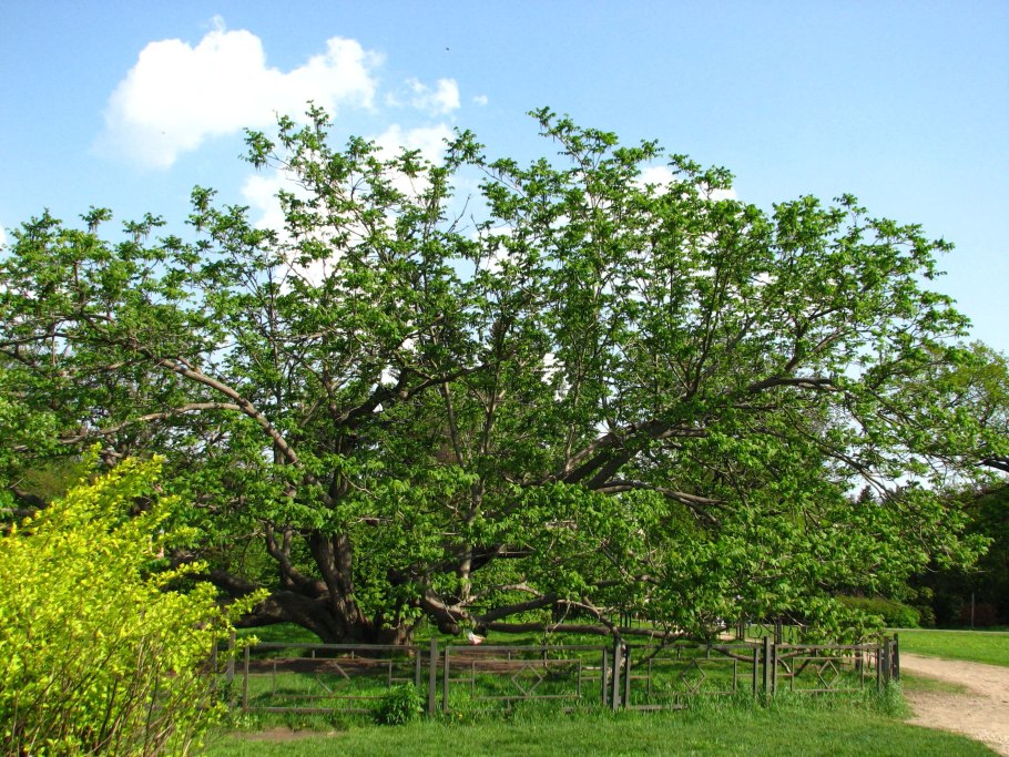 Орех маньчжурский (Juglans mandshurica)